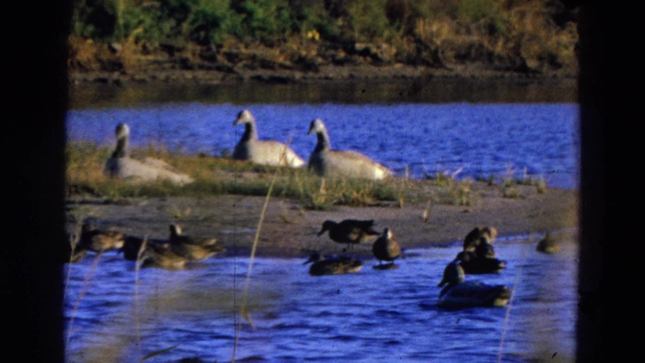 Geese rest on a grassy bank while ducks swim in blue water.