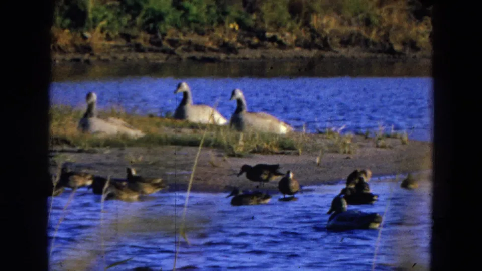 1968 Diller, Nebraska 8mm frame showing geese on a low bank and ducks in shallow lake water.