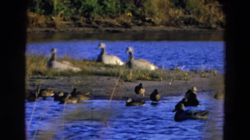 1968 Diller, Nebraska home-movie frame with ducks in the foreground and geese on a grassy lakeside bank.
