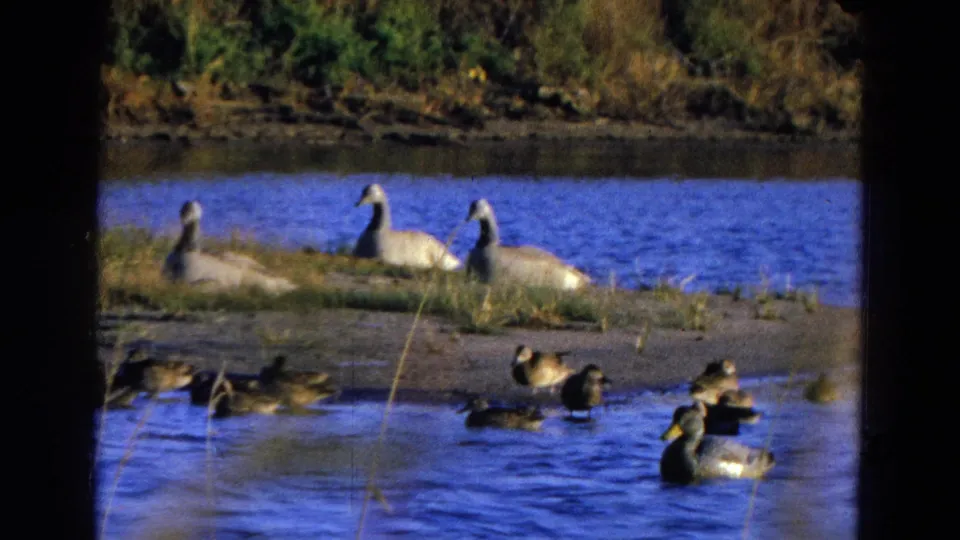 1968 Diller, Nebraska 8mm still of geese on a lakeside bank with ducks crossing the shallow foreground.
