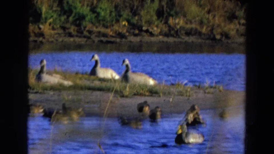 1968 Diller, Nebraska frame with soft motion blur on ducks in front of geese along a lake shore.