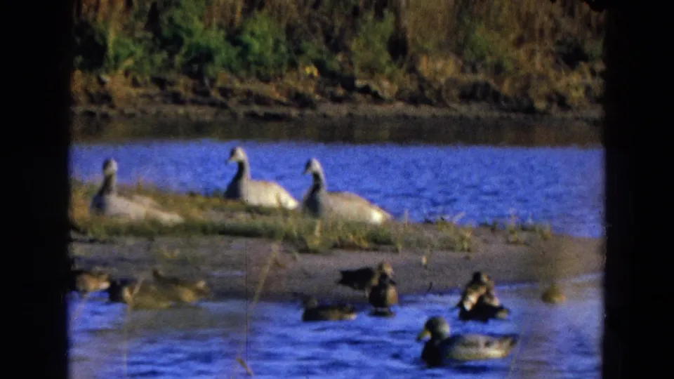 1968 Diller, Nebraska home-movie frame with ducks in rippling water and larger white birds resting along a grassy shoreline.