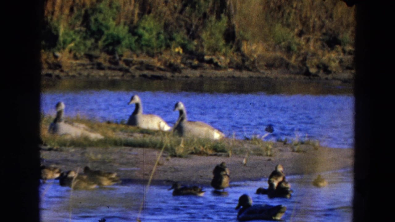 Ducks move across rippling water below white birds resting on the shore.