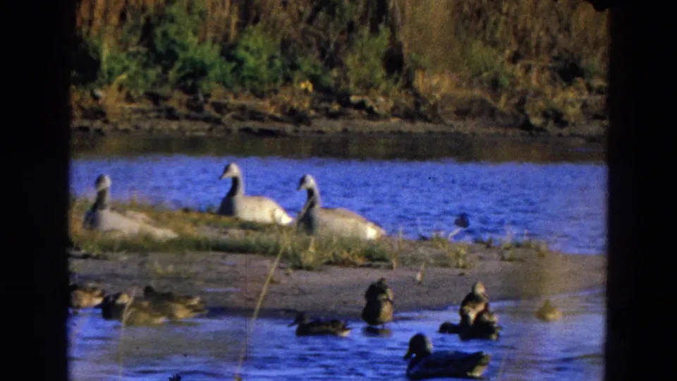 1968 Diller, Nebraska wildlife view with ducks in the foreground and white swans or geese resting on a low grassy bank.
