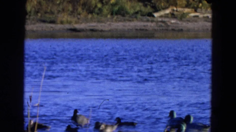 1968 Diller, Nebraska home-movie frame showing ducks at the lower edge of rippling blue water below a quiet shoreline.