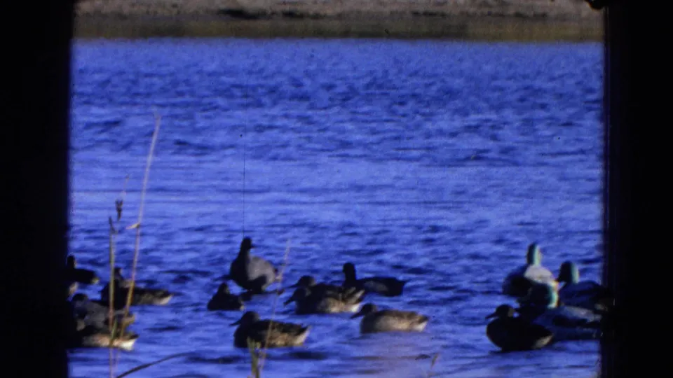 1968 Diller, Nebraska 8mm frame showing ducks gathered on rippled blue pond water near reeds and a muddy bank.