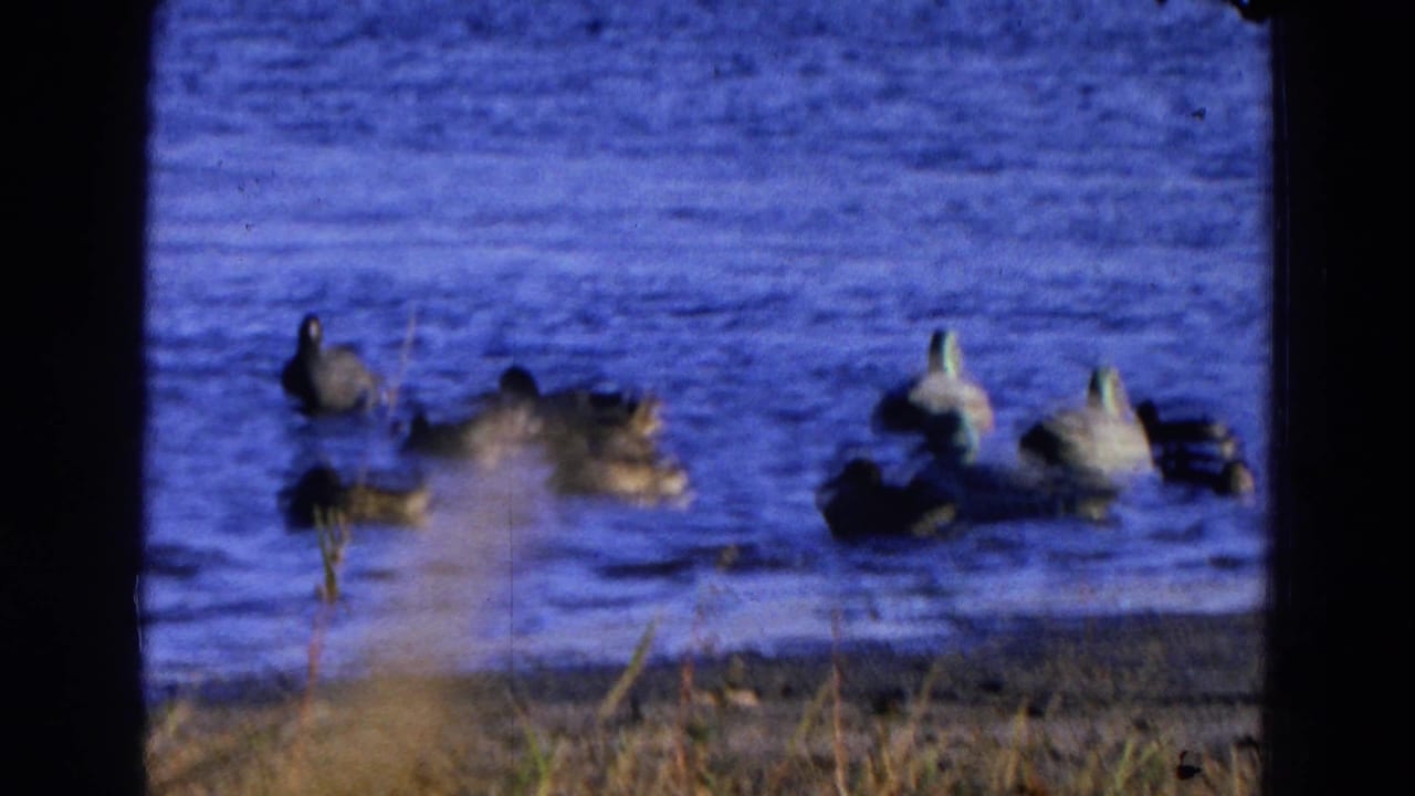Several ducks on pond water near a muddy shoreline with soft focus and dark borders.