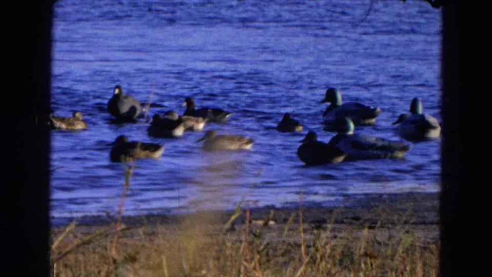 A group of ducks floats close to the grassy bank of a Diller, Nebraska pond in a 1968 8mm home-movie frame.