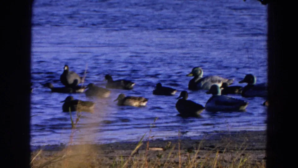 1968 Diller, Nebraska footage frame with ducks spread across blue pond water near a low bank and dry foreground grass.