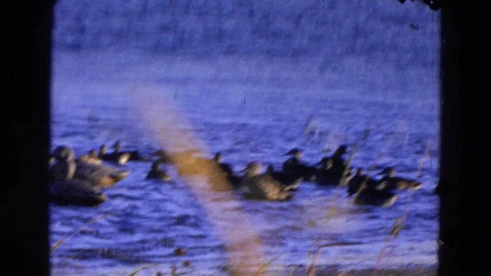 1968 Diller, Nebraska 8mm frame of ducks swimming on a sunlit pond, partly obscured by soft foreground reeds and dark film edges.