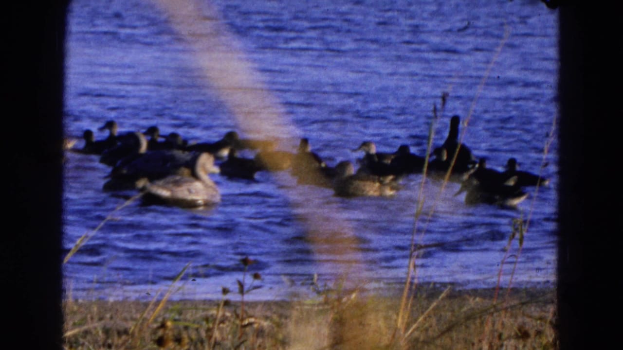 Cluster of ducks floats near the shoreline on rippled pond water.