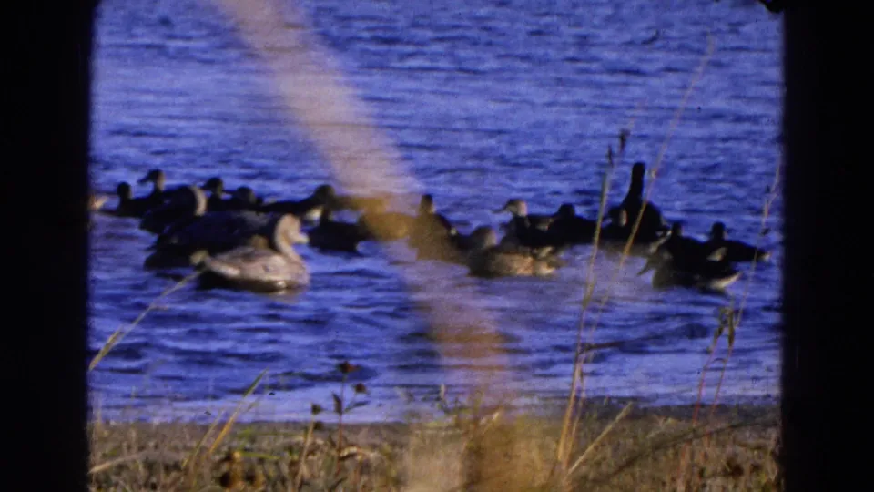 Ducks gather near the pond edge in Diller, Nebraska, with dry grasses and reeds visible in this 1968 8mm home-movie frame.