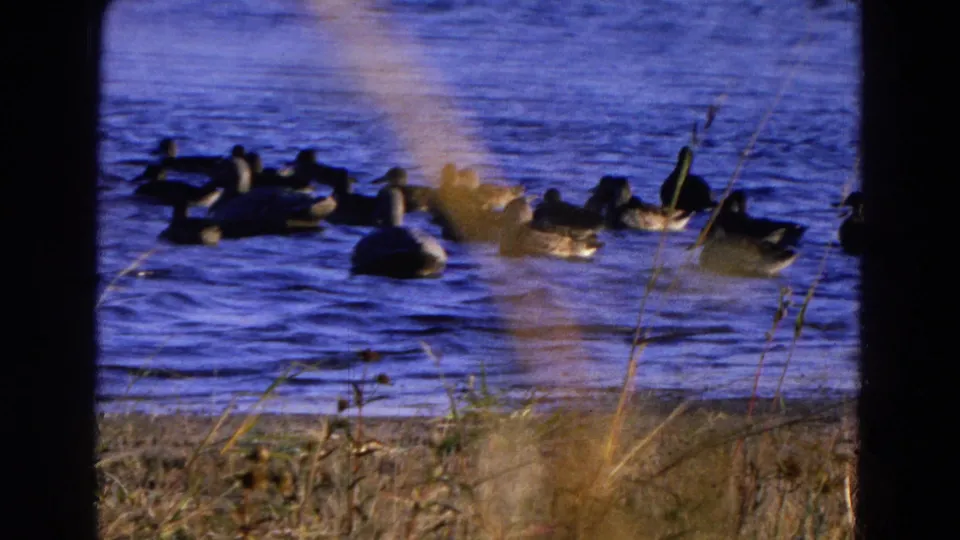 Several ducks float in a loose group on the pond, seen through windblown dry grass in 1968 Diller, Nebraska home-movie footage.