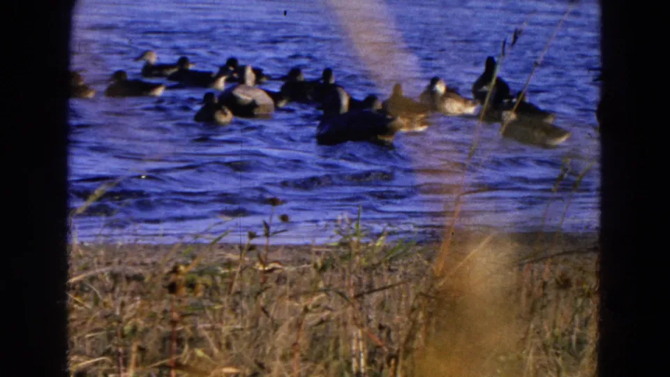Ducks spread across the rippled pond surface near the grassy bank, with soft 8mm grain and visible frame borders from the 1968 Nebraska footage.