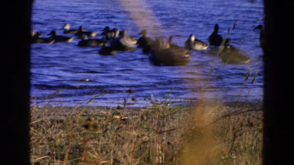 1968 Diller, Nebraska 8mm frame showing ducks scattered across blue water, partially viewed through dry shoreline grass.