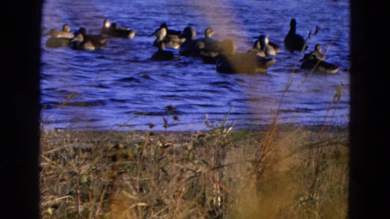 Several ducks swim across blue water with dry reeds in front.
