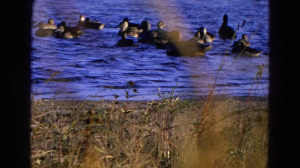 1968 Diller, Nebraska home-movie frame with a flock of ducks on a blue lake or pond, seen past dry grass stems.