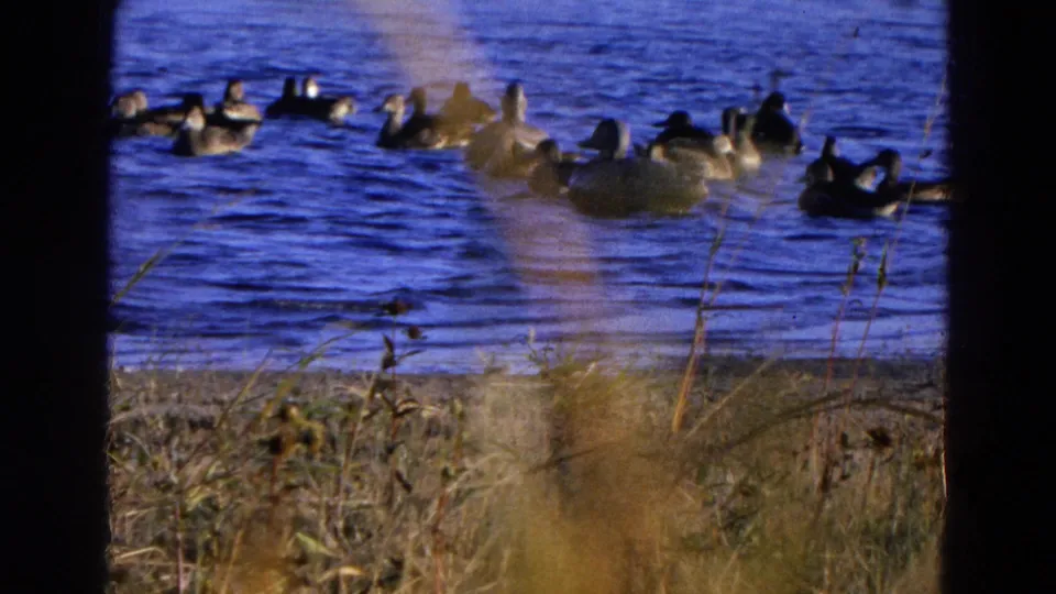 1968 Diller, Nebraska 8mm still with clustered ducks swimming near the shoreline, framed by soft dry grass.