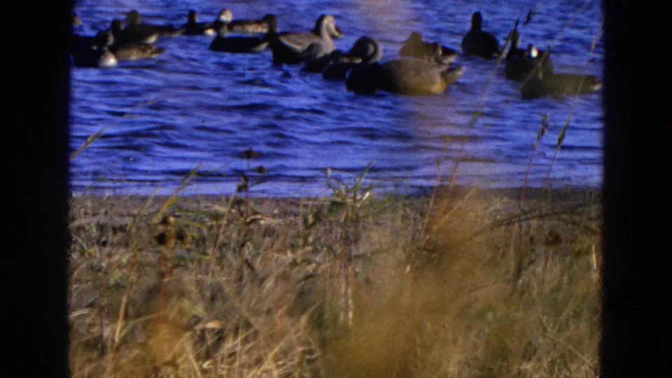 1968 Diller, Nebraska frame showing ducks on a blue-tinged pond or lake, with dry grass and shoreline texture below.
