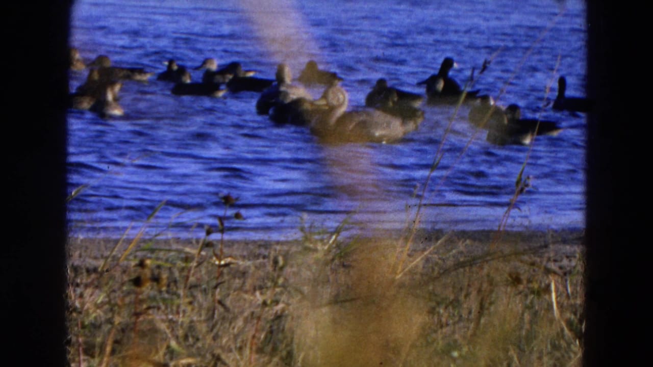 Ducks floating on blue lake water behind dry shoreline grass.