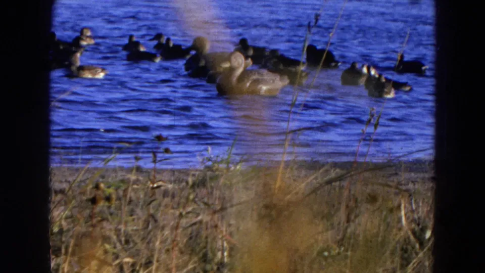 Ducks gather on the lake in supported 1968 Diller, Nebraska home-movie footage, with shoreline grass partly obscuring the view.