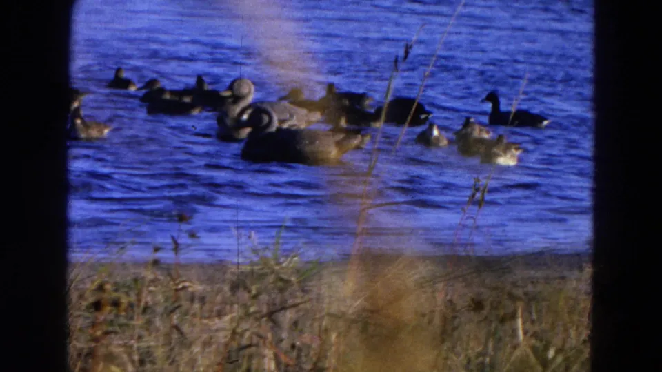 A handheld 8mm view of ducks on a Nebraska lake, with dry shoreline plants and saturated blue water visible in the frame.