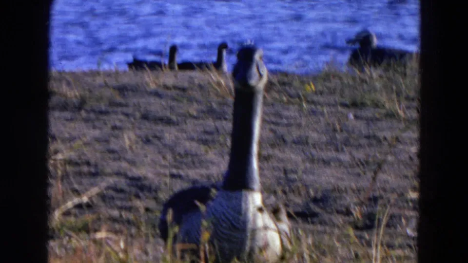 Close shore-level 1968 Diller, Nebraska frame of a goose in the foreground, with ducks visible on the lake behind it.