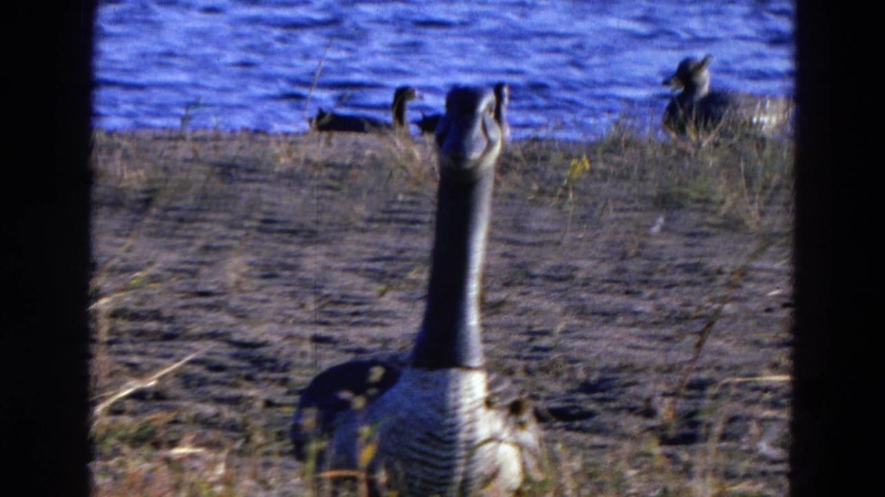Canada goose resting on a muddy pond shore with ducks on the water behind it.