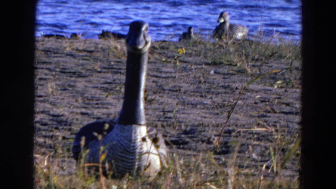 A Canada goose remains central in a Diller, Nebraska pond scene, with ducks and rippled blue water behind the muddy shore.