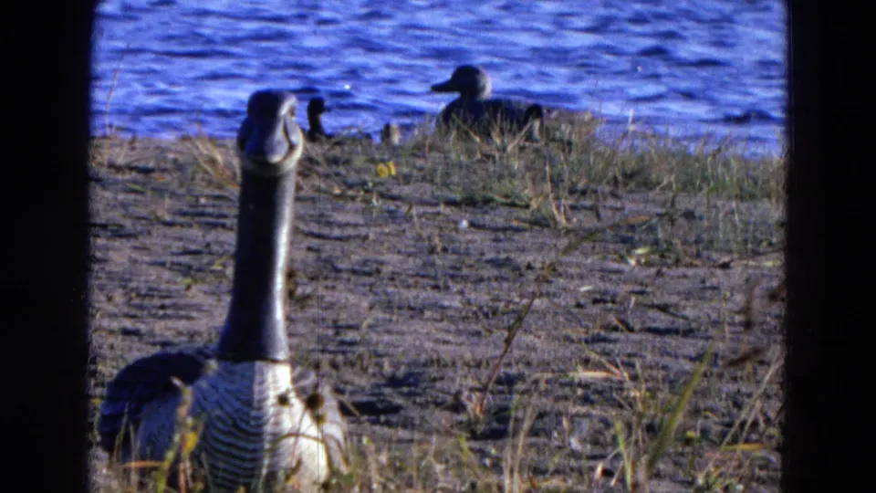 The 8mm frame shows the goose close to camera on the pond bank, with ducks crossing the blue water in the distance.