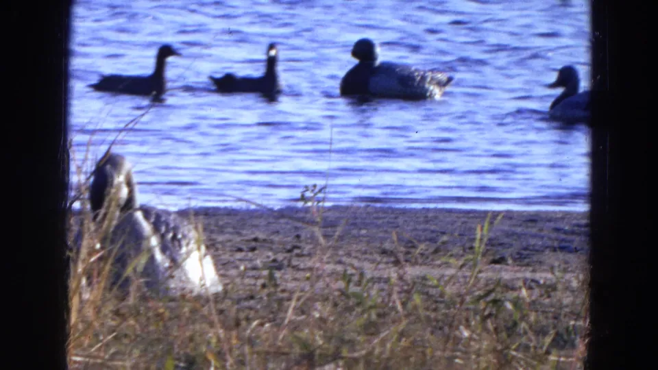 A wider pond view from the 1968 Diller, Nebraska footage shows ducks on the water and a partially obscured goose near the grassy shore.