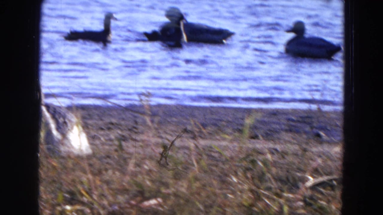 Ducks floating on rippled lake water behind a sandy shore and dry grass.