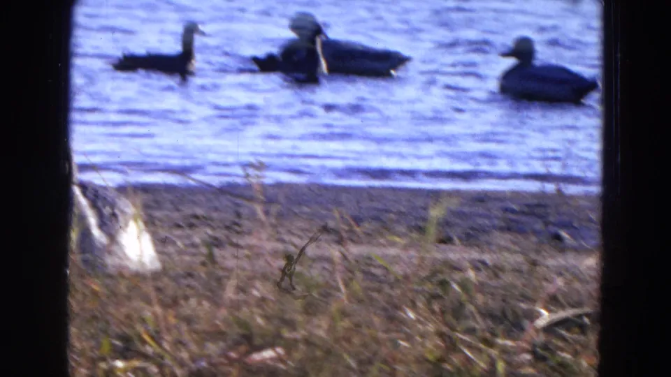 1968 Diller, Nebraska 8mm frame showing ducks on a lake, seen past dry shoreline grass and dark film borders.