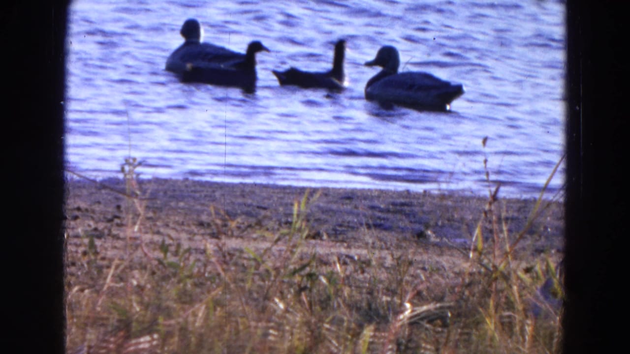 Ducks move across the lake near the Diller, Nebraska shoreline in this soft, grainy 1968 8mm frame.