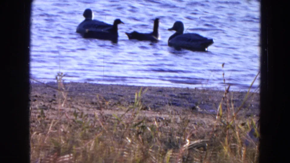 Ducks move across the lake near the Diller, Nebraska shoreline in this soft, grainy 1968 8mm frame.