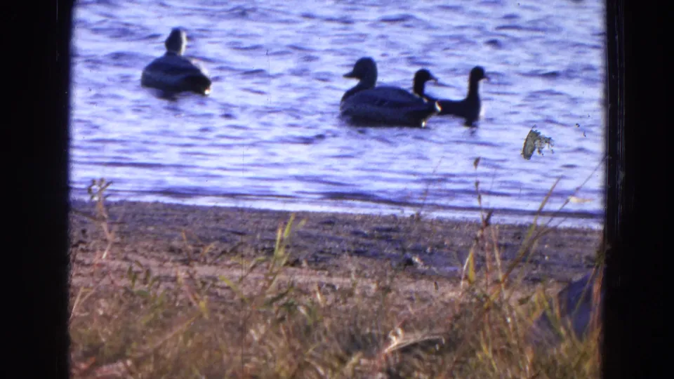 1968 home-movie frame from Diller, Nebraska showing ducks near shore, with dry grasses partly framing the lake view.