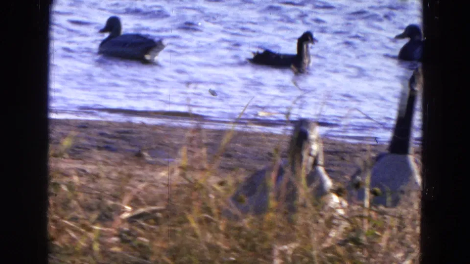 Ducks and a goose appear near the Diller, Nebraska lakeshore in a soft 1968 8mm frame with dry grass in front.