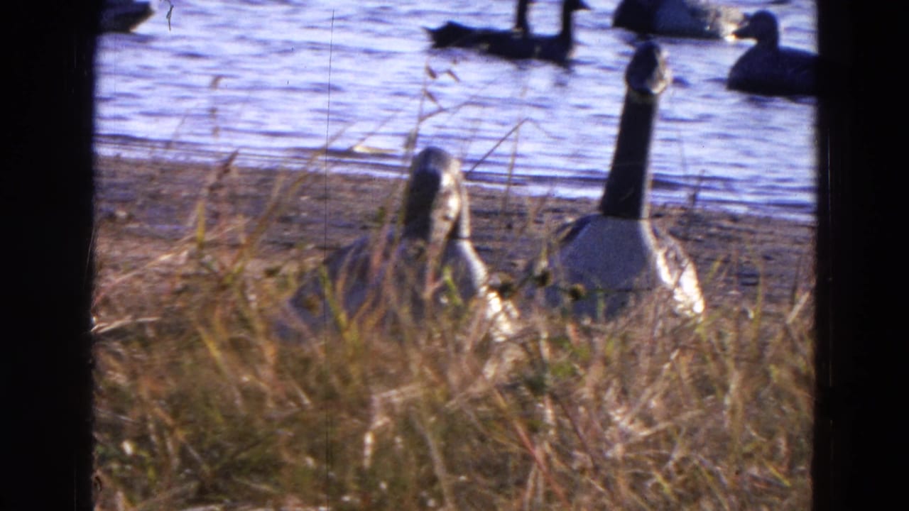 Canada geese stand in tall grass beside blue water with ducks swimming behind them.