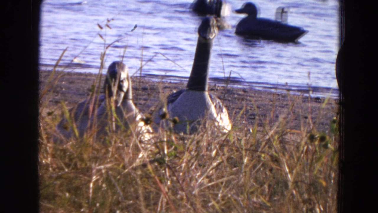 1968 Diller, Nebraska 8mm view of geese near a lakeshore, with ducks crossing the blue water behind them.