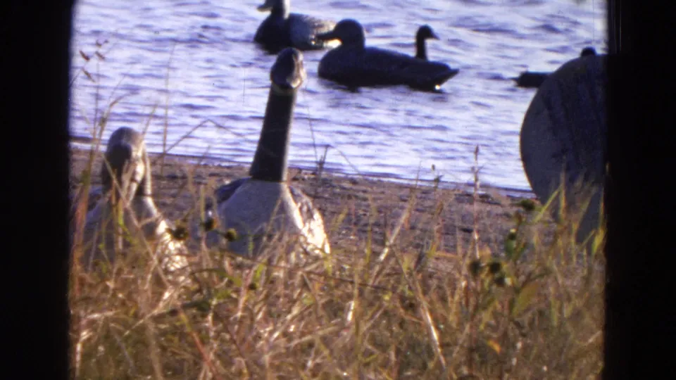 1968 Diller, Nebraska 8mm frame with two geese in dry grass and ducks visible on the water behind them.