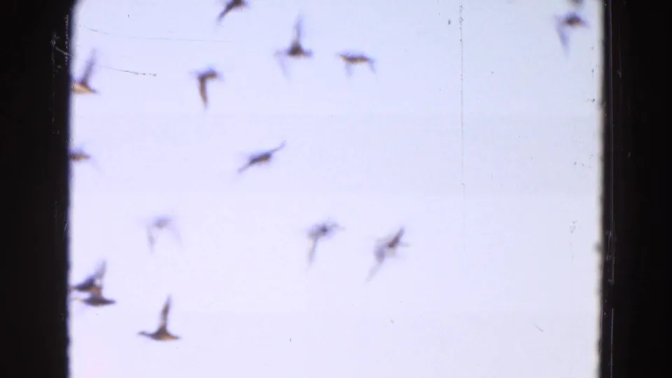 1968 Diller, Nebraska 8mm frame showing a flock of birds in flight against a bright, pale sky.