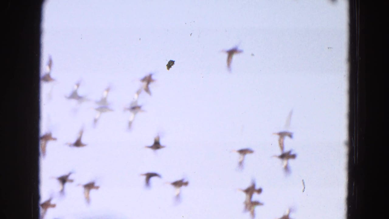 Blurred birds flying across a pale sky with dark film edge at the side.