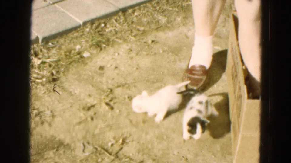 Two very young puppies, one white and one spotted, move on the dirt beside a cardboard box in 1968 Diller, Nebraska footage.