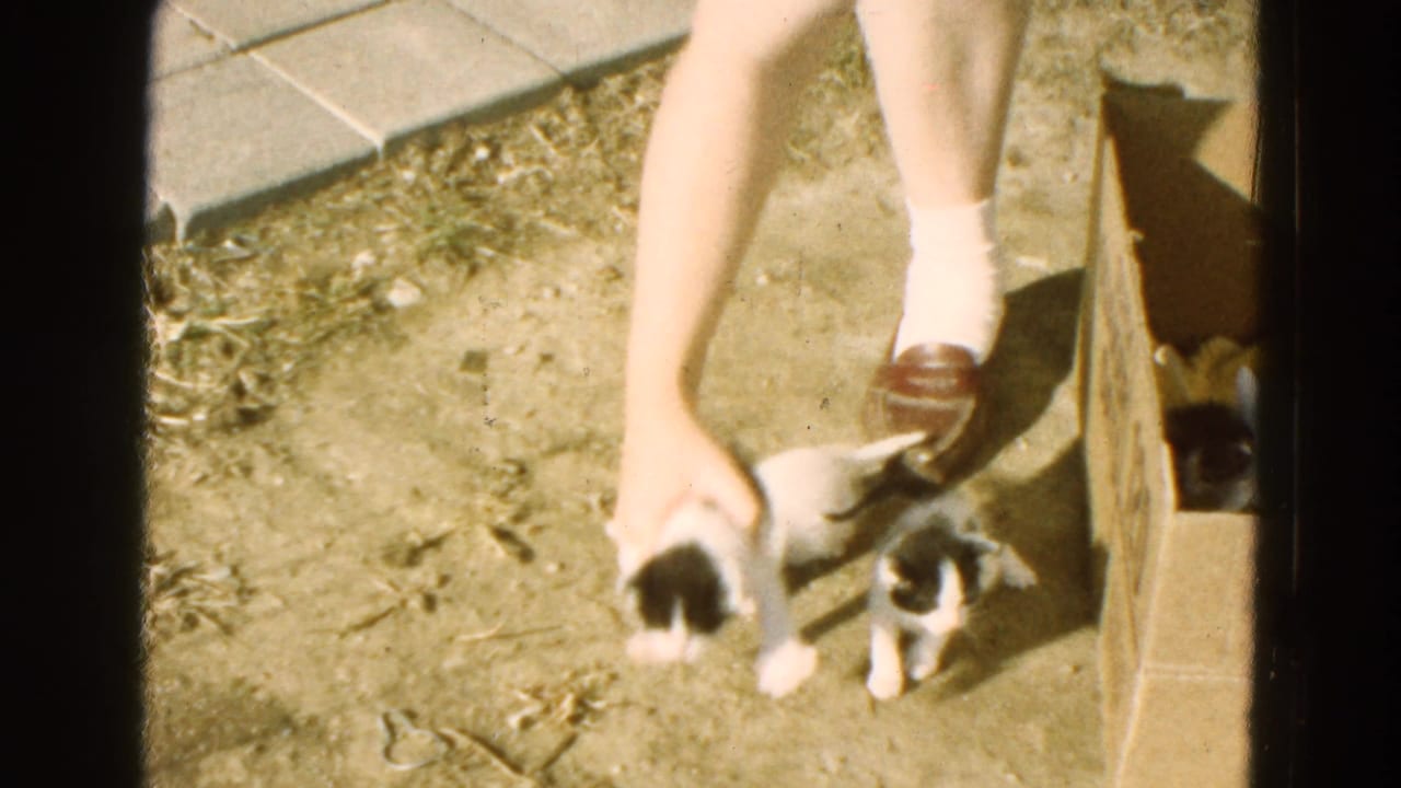 Person's hand steadies two tiny black-and-white kittens beside a cardboard box on dirt.