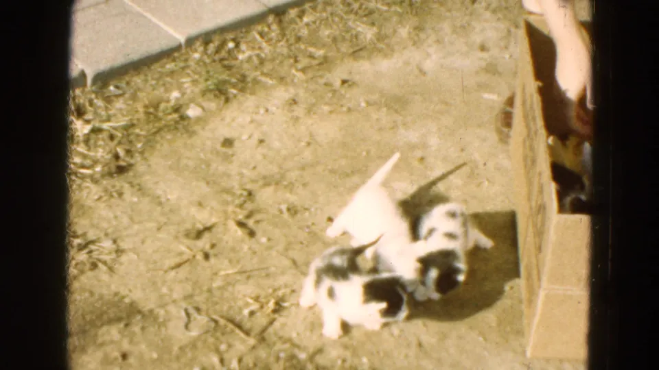 Three black-and-white kittens gather on the dirt near an open cardboard box, with strong sun and soft 8mm color.