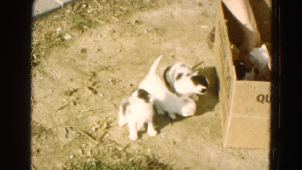 Two very young kittens stand on the dirt as a person reaches into the cardboard box to lift another kitten, in 1968 Diller, Nebraska footage.