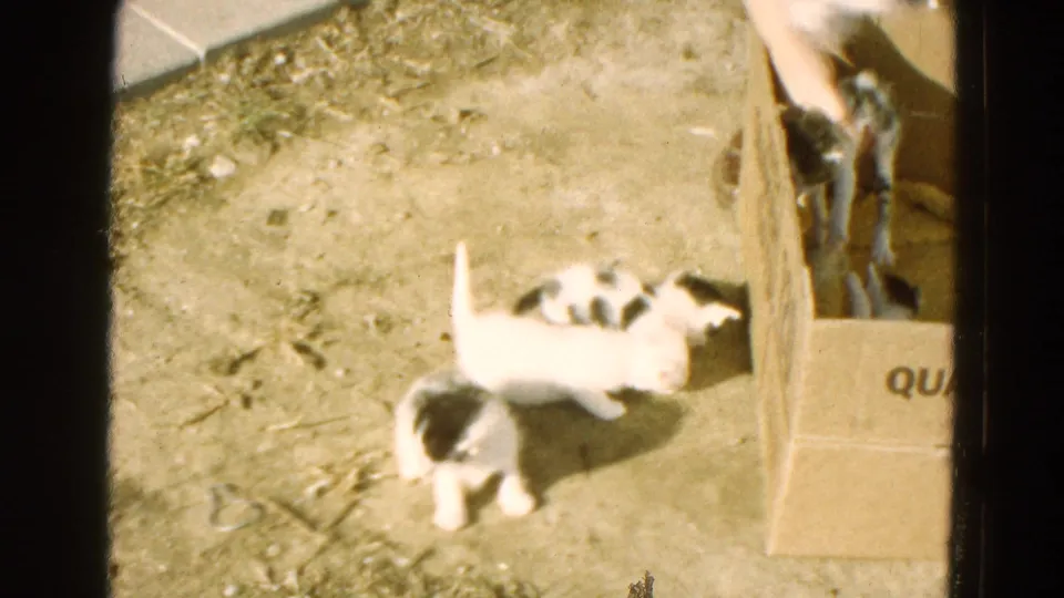 Two black-and-white kittens move across the sunlit dirt while a person holds another kitten beside the cardboard box.