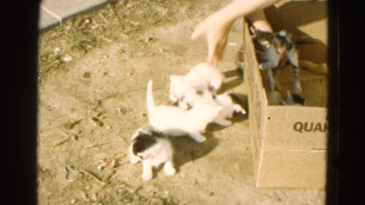 Small kittens beside a Quaker Oats box as a hand reaches toward them on dirt ground.