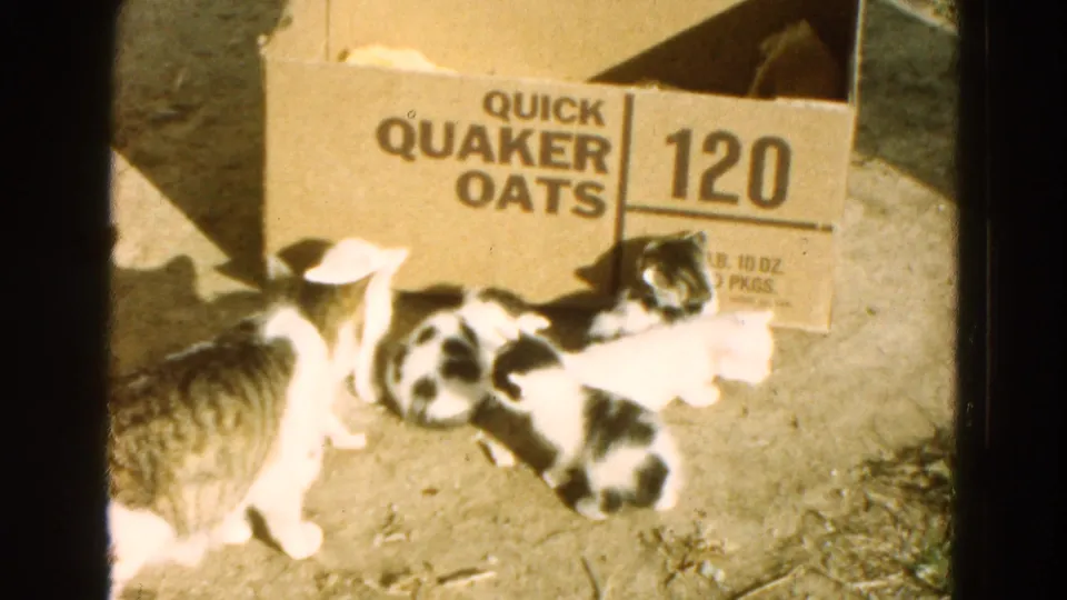 A mother cat watches several kittens near a marked Quaker Oats box in a sunlit dirt yard in 1968 Diller, Nebraska footage.