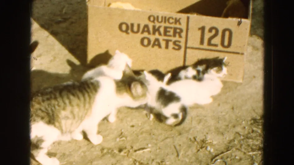 The tabby mother cat moves close to black-and-white kittens gathered below the Quaker Oats box in the Nebraska yard.